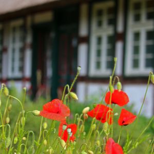 Vordergrund grüne Pflanze mit roten Blüten, unscharf im Hintergrund Fachwerkhaus