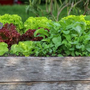 Hochbeet mit verschiedenen Salaten